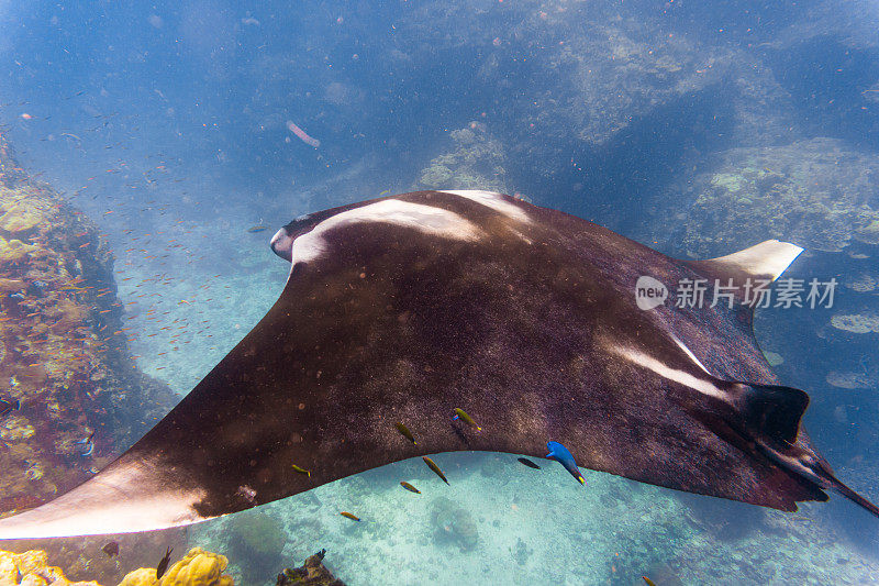 远洋蝠鲼(Manta birostris)游过清洁站。在世界自然保护联盟的红色名单中，这些优雅的动物正在成为野外罕见的景象。